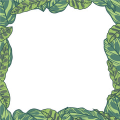 Fototapeta premium Rectangular vector border with tropical Calathea Makoyana and Lancifolia plant leaves 