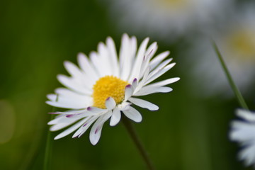 Obraz premium Gänseblümchen (Bellis perennis)