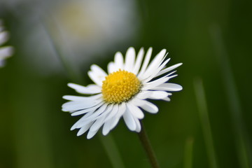 Obraz premium Gänseblümchen (Bellis perennis)