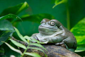 Lachender Frosch auf Baumstamm