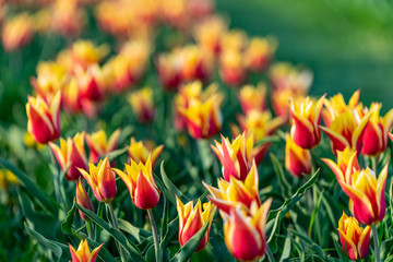 Lilienblütige Tulpe © 089_Pictures