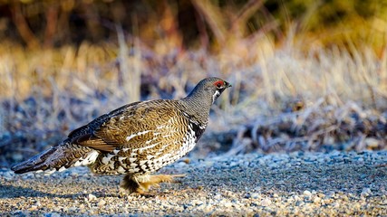 Grouse looking for food