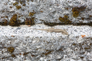 Lézard sur une pierre tombale. / Lizard on a gravestone.