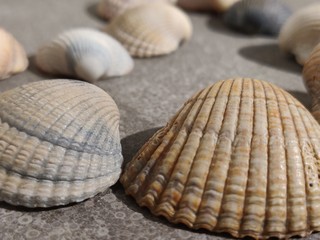 Shells closeup