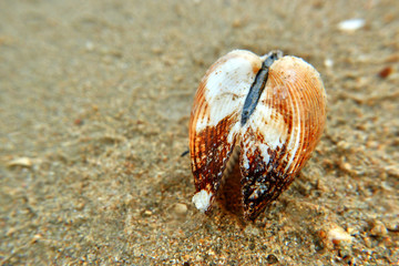 Shell on sand