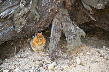 Streifenhörnchen