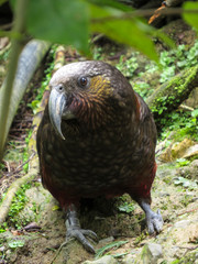 Kea