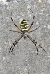 Spinne
