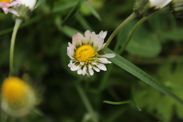 Obraz premium Margarita silvestre