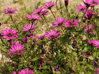 Dimorphotheca ou marguerites du cap 'osteospermum ecklonis'