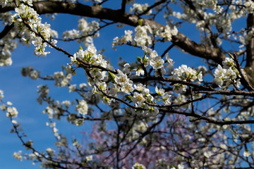 tree in bloom, with a nice open white flower, in spring period, in one of the gardens of Barakaldo