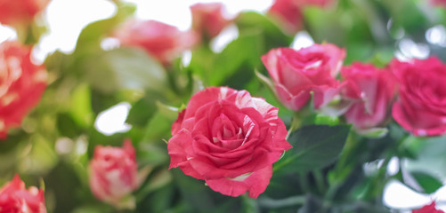 card delicate roses on a soft blurred background