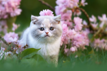 Britisch Kurzhaar Kitten Katze mit rosa Blüten