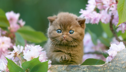 Süßes Katzenbaby in braun zwischen Blumen