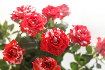 bouquet of red roses on white background in white blurred light