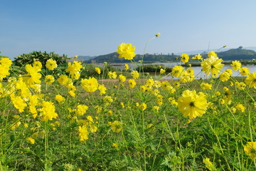 view of many yellow flowers Mexican Aster blossom blooming with green leaves and blue sky background.