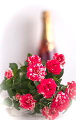 red variegated roses on a white background with a bottle of champagne in the background