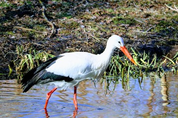 stork gracefully walks in the water