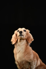 ミニチュアダックス