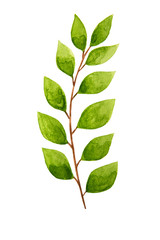 Hand drawn watercolor tropical plant leaf. Exotic, summer leaf, foliage. Desing template element.