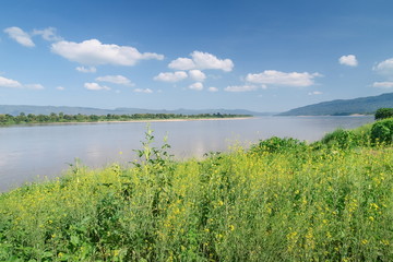 Fototapeta na wymiar view of green plant Porcupine on the bank with Mekong river and blue sky background, scenic river view along Mekong river in Amphur Sang Khom District, Nong Khai Province, Thailand.