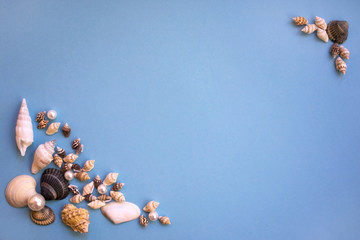 seashells on blue background with copy space