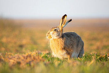 Rabbit in the grass