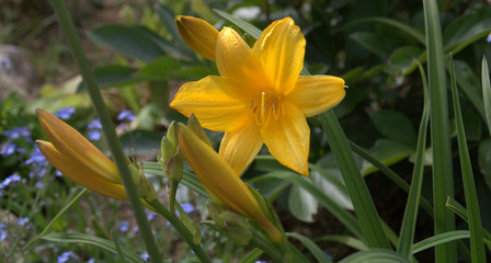 lys jaune ,dans massif floral au printemps