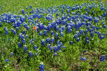 blue bonnet