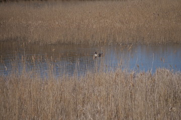 High grass small duck