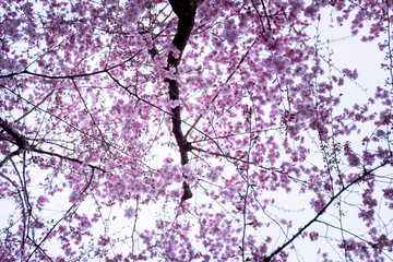 Cerisier en fleur