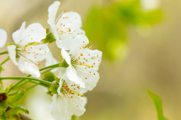 beauty cherry blossom flowers, closeup