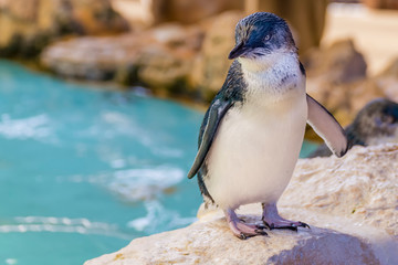 Beautiful Australian penguin standing near the water at Penguin Island, Rockingham, Western Australia © Marco Taliani
