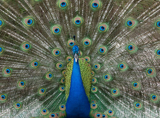 Obraz premium Male peacock with colorful blue, green, and bronze feathers elevated in courtship is staring straight ahead.