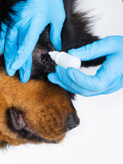 Veterinarian doctor dripping medicine into the eyes of a sick dog. Treatment dogs have the vet.