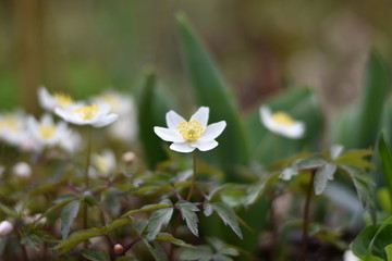 Buschwindröschen (Anemone nemorosa)