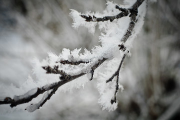 frost on the branches macro