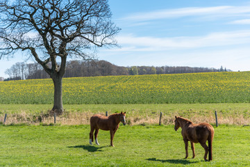 Two horses