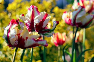 parrot Tulip 'Flaming Parrot' Tulipa ×gesneriana Parrot