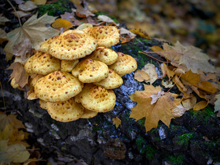 mushroom in the forest on a tree