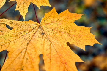 yellow maple leaf in autumn