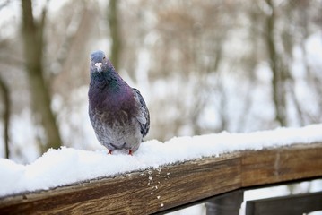 city pigeon in the snow on the railing