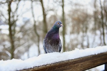 city pigeon in the snow on the railing