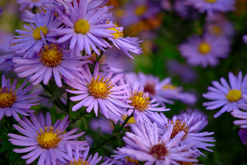 flowers on green background