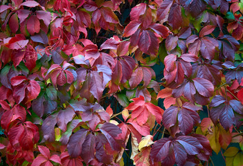 autumn wild grape leaves