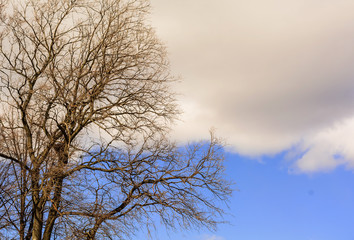 Thin tree branches without leaves on the background of a large white cloud and blue sky