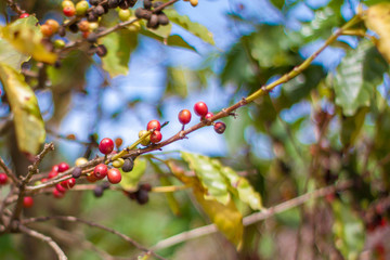  Red and green coffee beans in macro photography