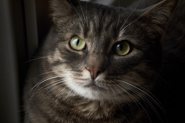 gray young domestic cat  with clever eyes