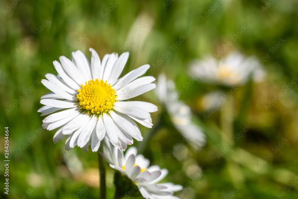 Wall mural Fresh Daisy flower on green meadow