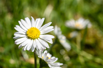 Fresh Daisy flower on green meadow